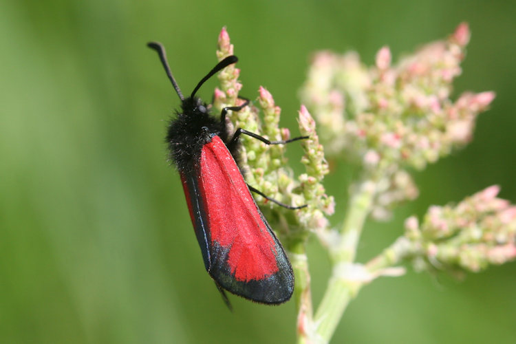 Zygaena minos: Bild 1