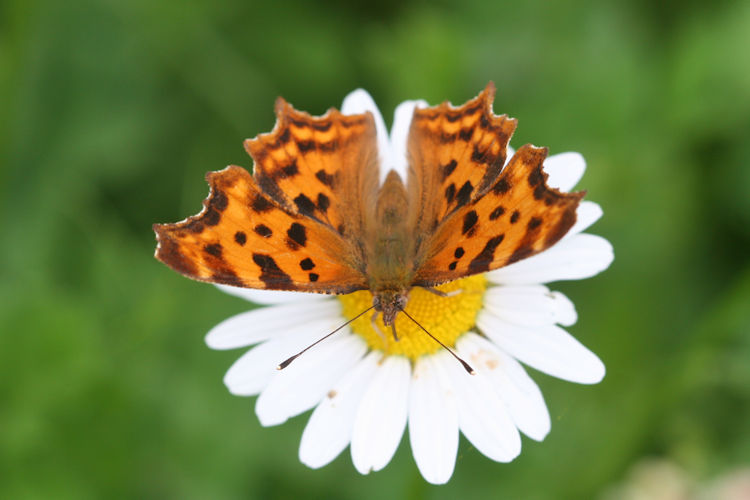 Polygonia c-album: Bild 16
