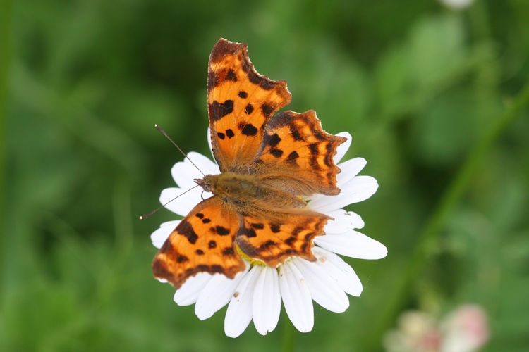 Polygonia c-album: Bild 17