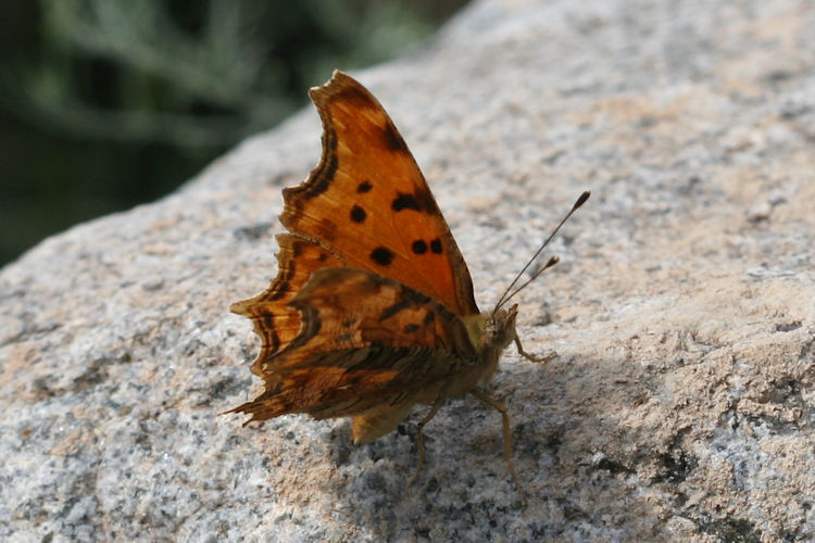 Polygonia egea: Bild 7