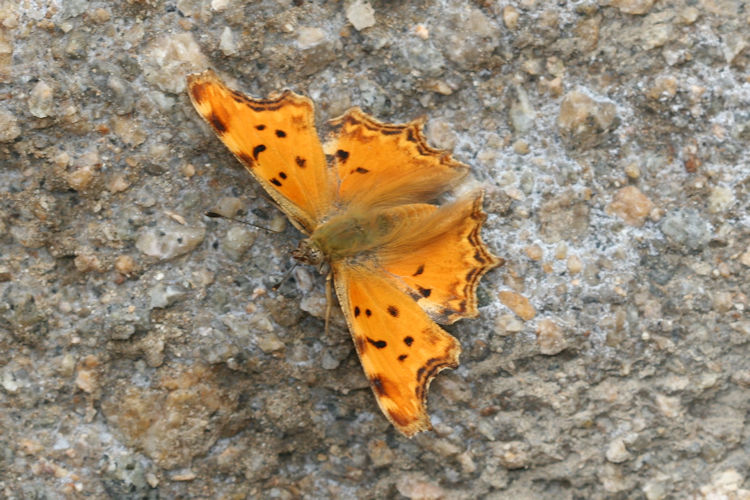 Polygonia egea: Bild 8