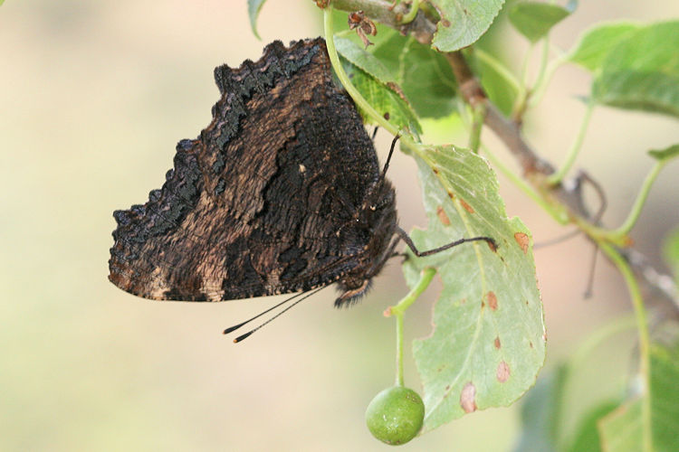 Nymphalis polychloros: Bild 14