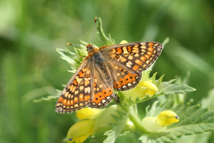 Euphydryas aurinia bulgarica: Bild 2