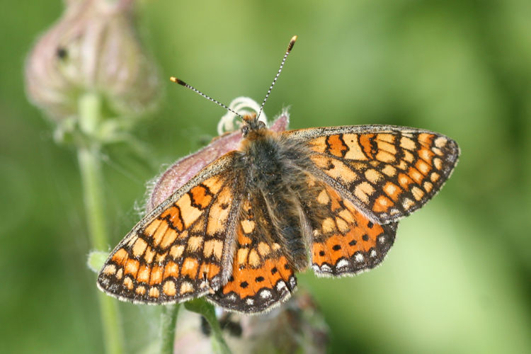 Euphydryas aurinia bulgarica: Bild 6