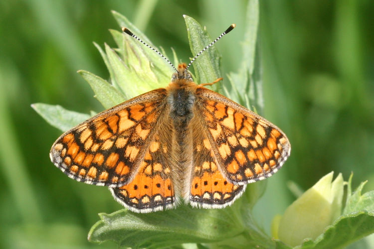 Euphydryas aurinia bulgarica: Bild 3