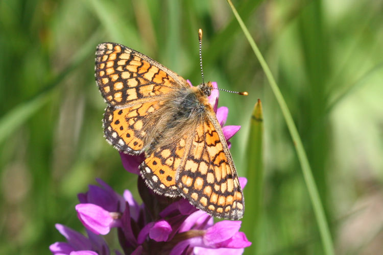 Euphydryas aurinia bulgarica: Bild 5