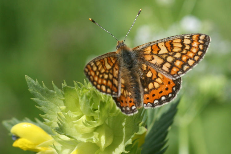 Euphydryas aurinia bulgarica: Bild 7