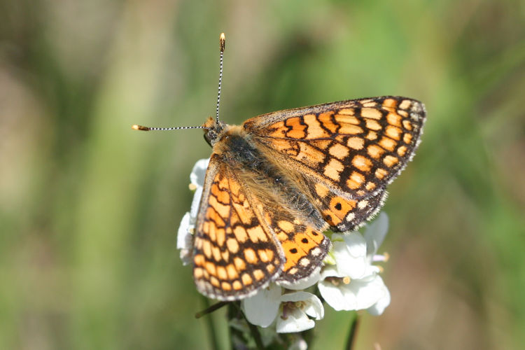 Euphydryas aurinia bulgarica: Bild 8