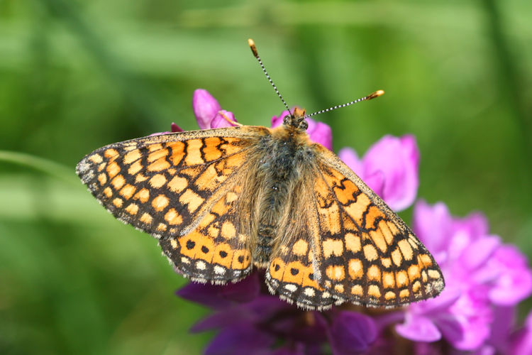 Euphydryas aurinia bulgarica: Bild 9