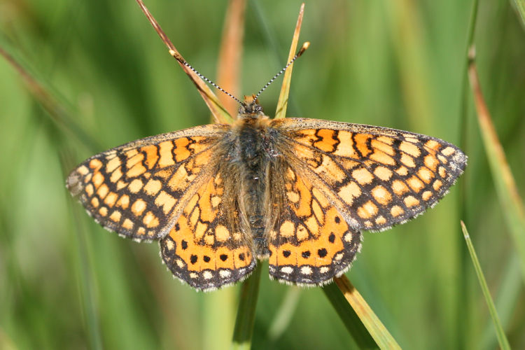 Euphydryas aurinia bulgarica: Bild 10