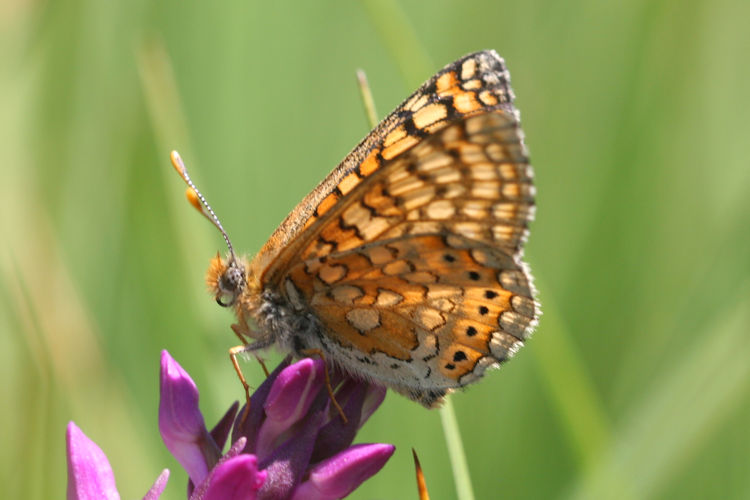 Euphydryas aurinia bulgarica: Bild 42