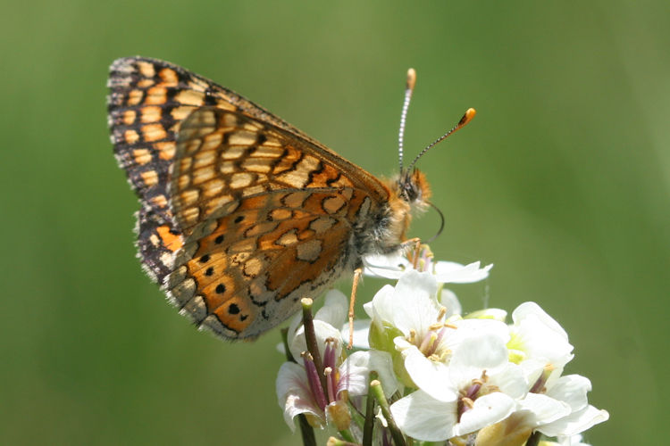 Euphydryas aurinia bulgarica: Bild 44