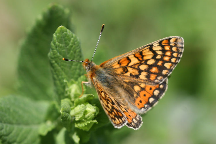 Euphydryas aurinia bulgarica: Bild 12