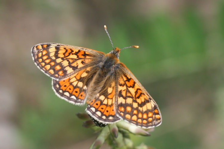 Euphydryas aurinia bulgarica: Bild 13