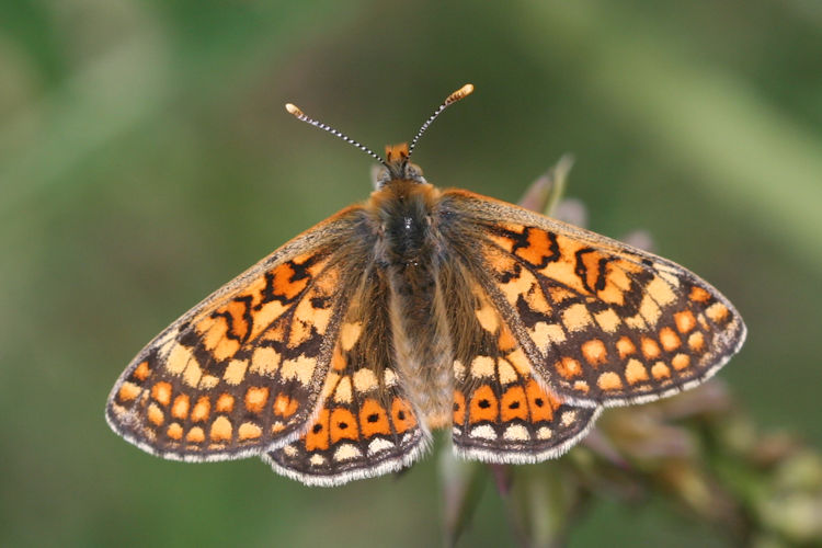 Euphydryas aurinia bulgarica: Bild 14