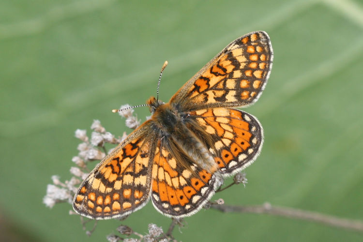 Euphydryas aurinia bulgarica: Bild 15