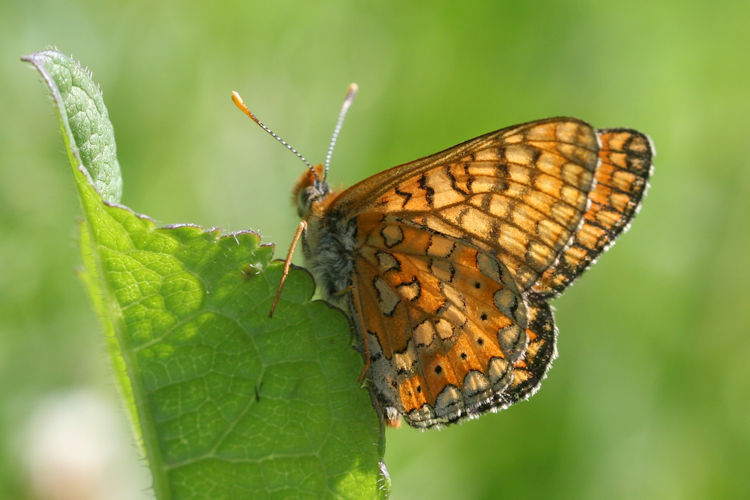 Euphydryas aurinia bulgarica: Bild 48