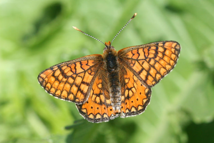 Euphydryas aurinia bulgarica: Bild 18