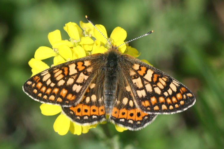 Euphydryas aurinia bulgarica: Bild 19