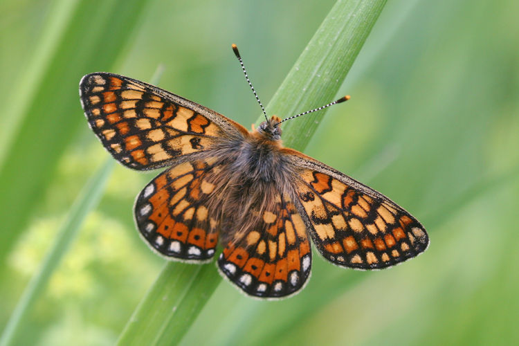 Euphydryas aurinia bulgarica: Bild 20