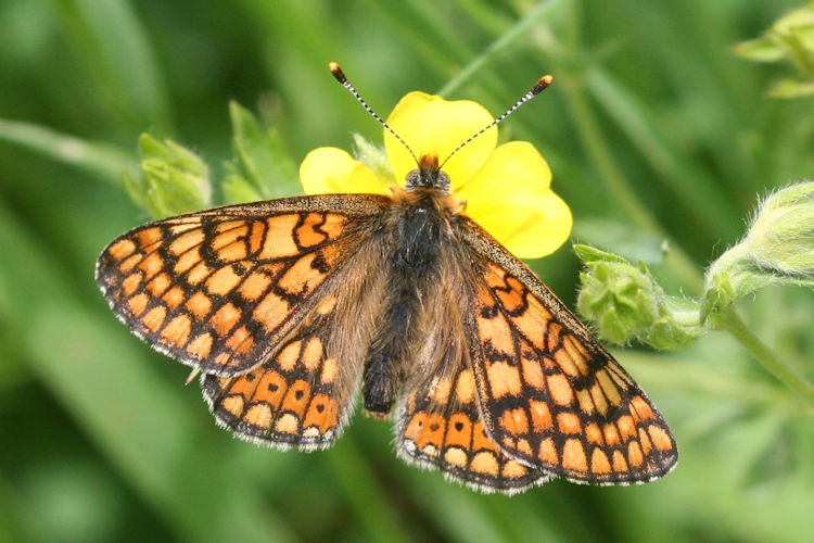 Euphydryas aurinia bulgarica: Bild 31