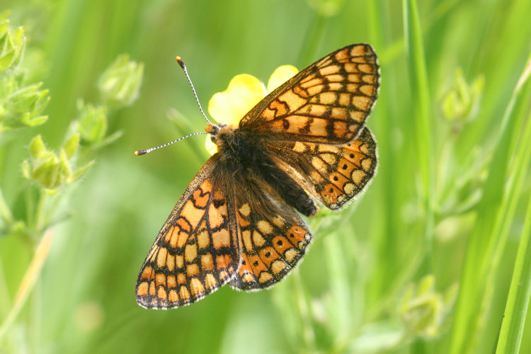 Euphydryas aurinia bulgarica: Bild 32