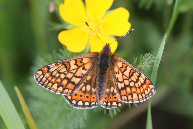 Euphydryas aurinia bulgarica: Bild 33