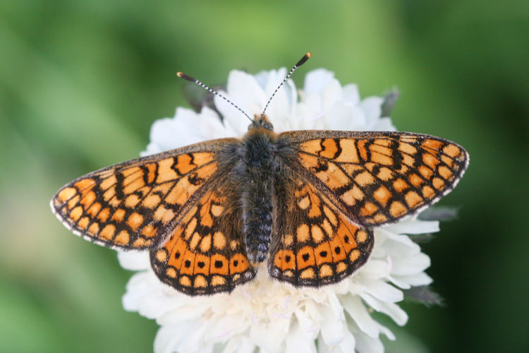 Euphydryas aurinia bulgarica: Bild 34