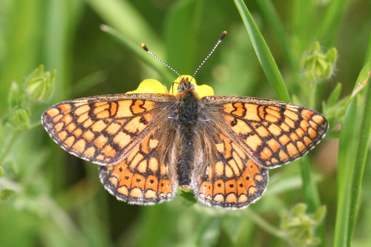 Euphydryas aurinia bulgarica: Bild 35