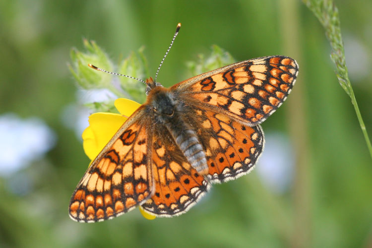 Euphydryas aurinia bulgarica: Bild 36