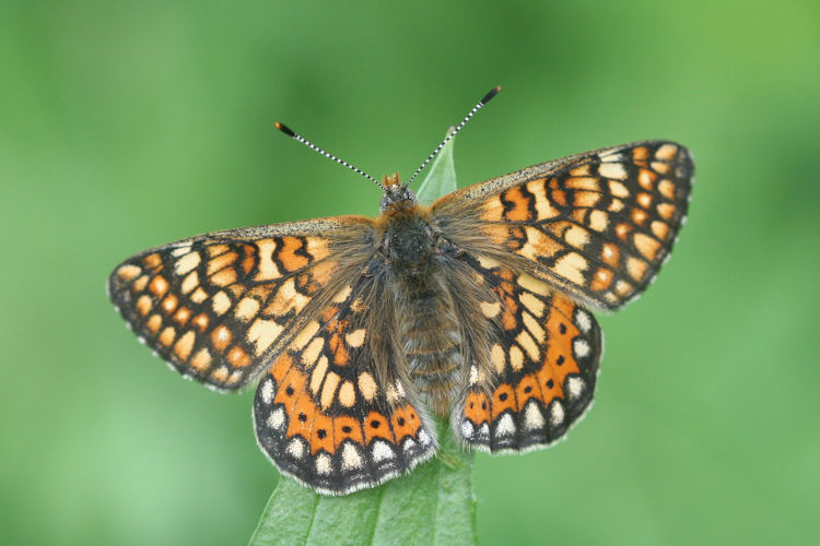 Euphydryas aurinia bulgarica: Bild 37