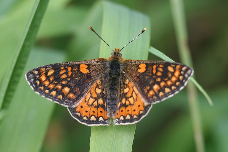 Euphydryas aurinia bulgarica: Bild 22