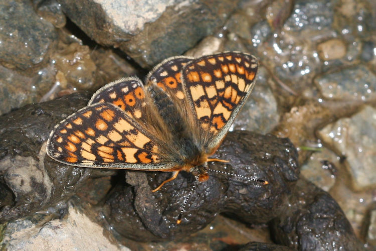 Euphydryas aurinia bulgarica: Bild 23