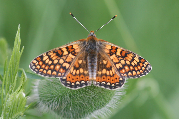 Euphydryas aurinia bulgarica: Bild 25