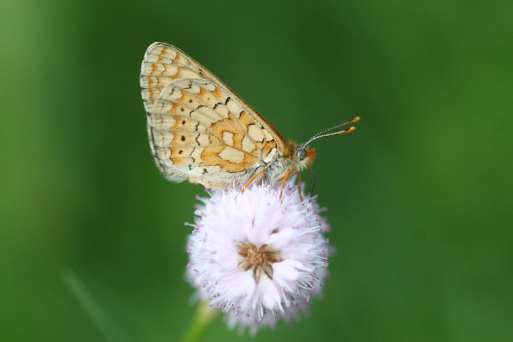 Euphydryas aurinia bulgarica: Bild 49