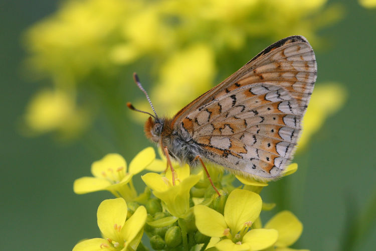 Euphydryas aurinia bulgarica: Bild 50