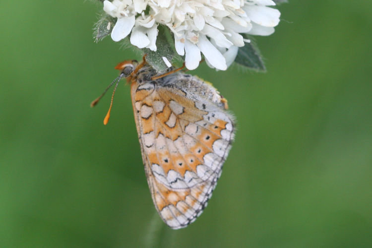 Euphydryas aurinia bulgarica: Bild 51