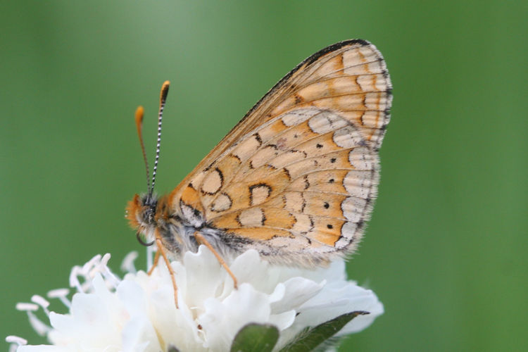 Euphydryas aurinia bulgarica: Bild 52