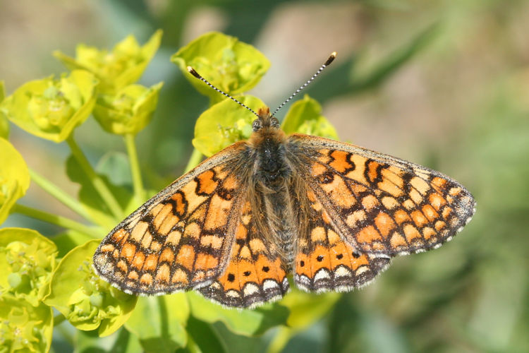 Euphydryas aurinia bulgarica: Bild 38