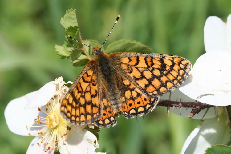 Euphydryas aurinia bulgarica: Bild 29