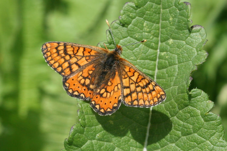 Euphydryas aurinia bulgarica: Bild 28