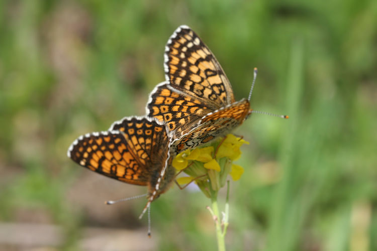 Melitaea cinxia: Bild 37