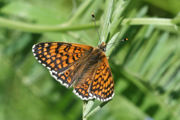 Melitaea cinxia: Bild 9