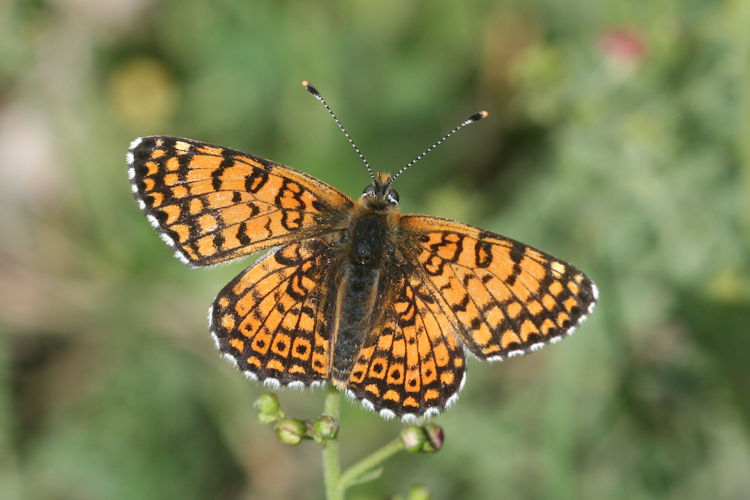 Melitaea cinxia: Bild 10