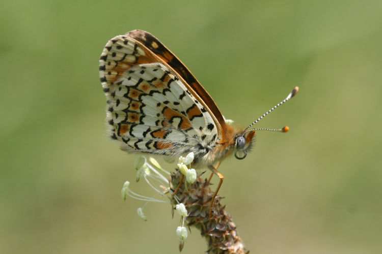 Melitaea cinxia: Bild 26