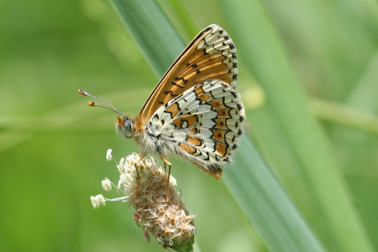 Melitaea cinxia: Bild 27