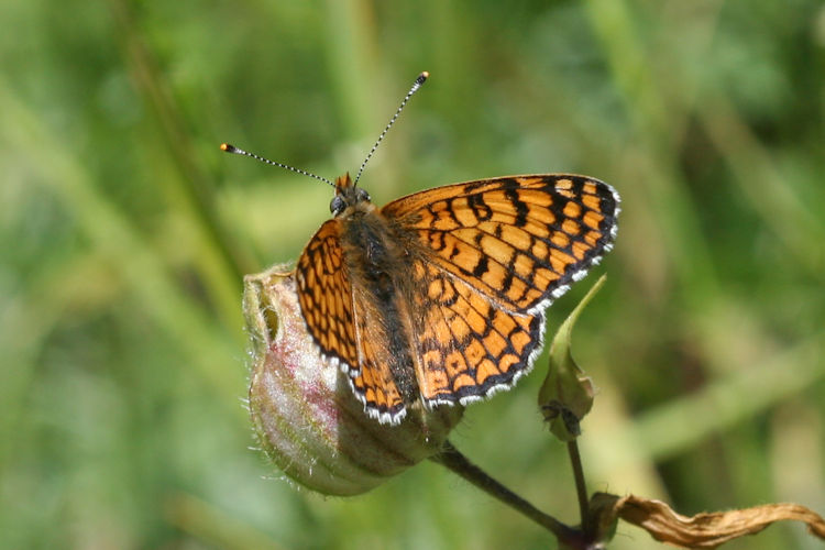 Melitaea cinxia: Bild 11