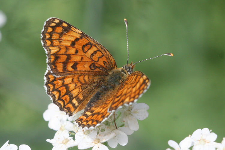 Melitaea phoebe ottonis: Bild 2