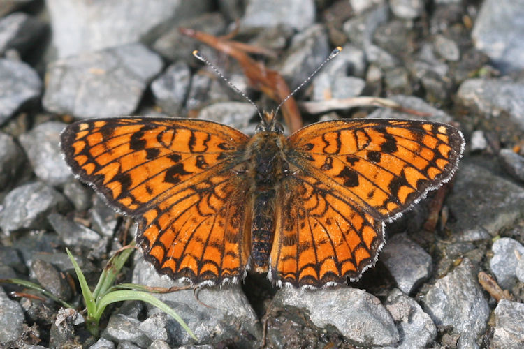 Melitaea phoebe ottonis: Bild 4