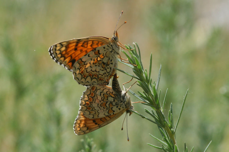 Melitaea phoebe ottonis: Bild 18